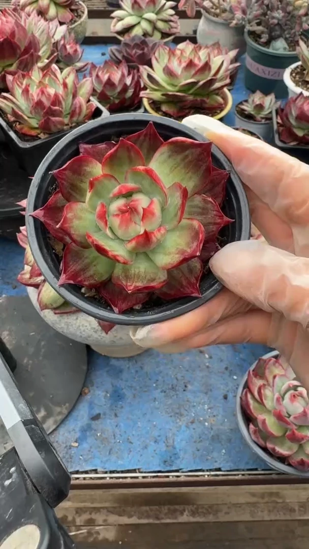 1颗拉丝白底拉丝（量拍参考）（裸根发货）