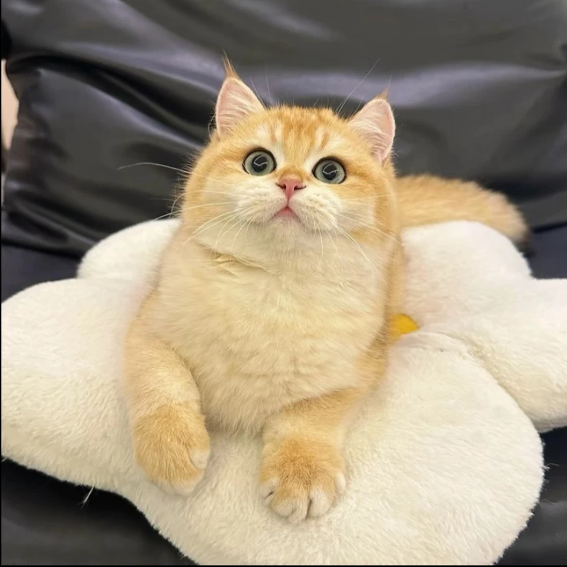 宠物猫活体售卖加菲布偶银渐层蓝猫