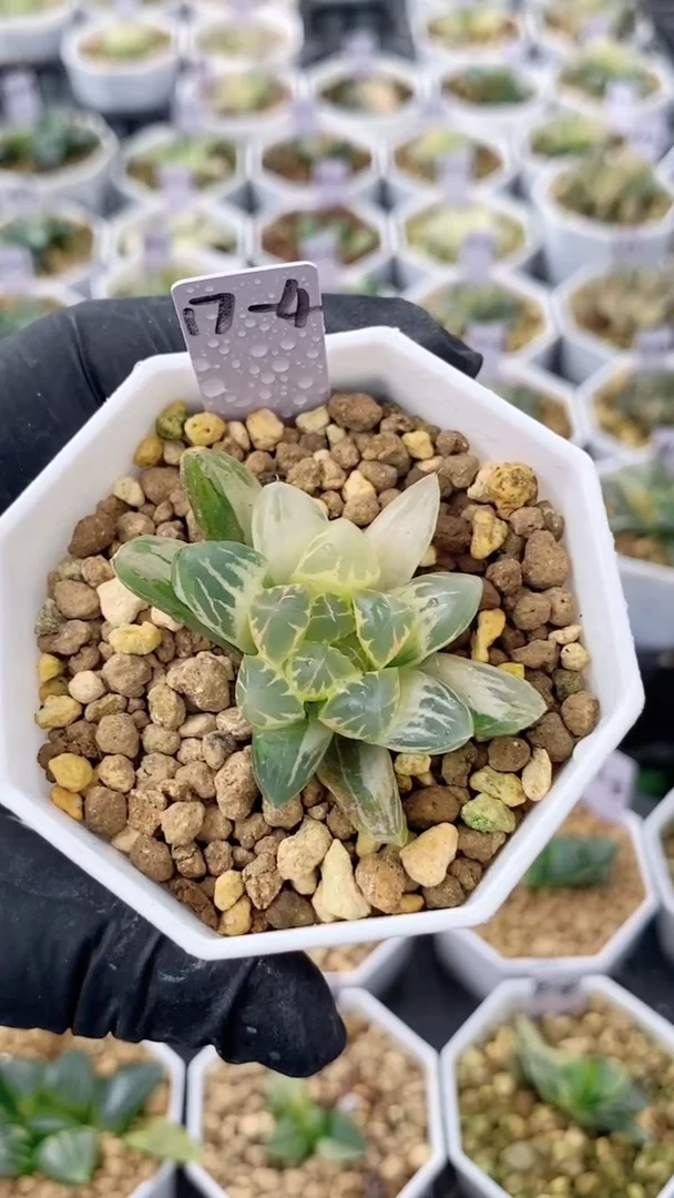 十二卷北极之光多肉