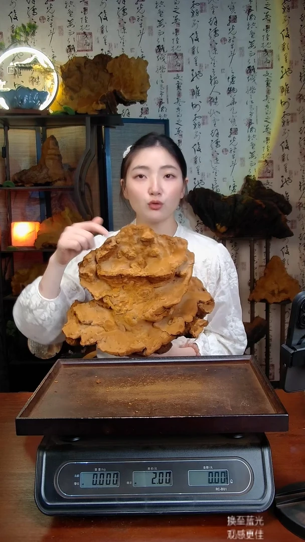 松针层孔菌中国大陆【藏区】松树桑黄（3.21斤）40-50年份