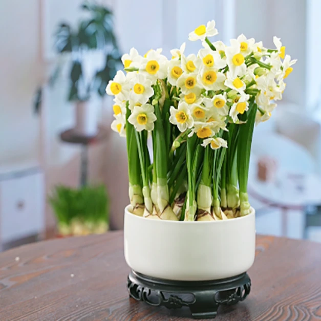 【带盆发货】漳州水仙花种球水培正宗高档特大级年宵直播间现场卖货