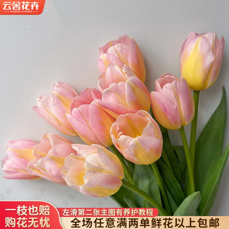 【云舍花卉】【汤姆】郁金香 全场任意满两单及以上鲜花包邮发货