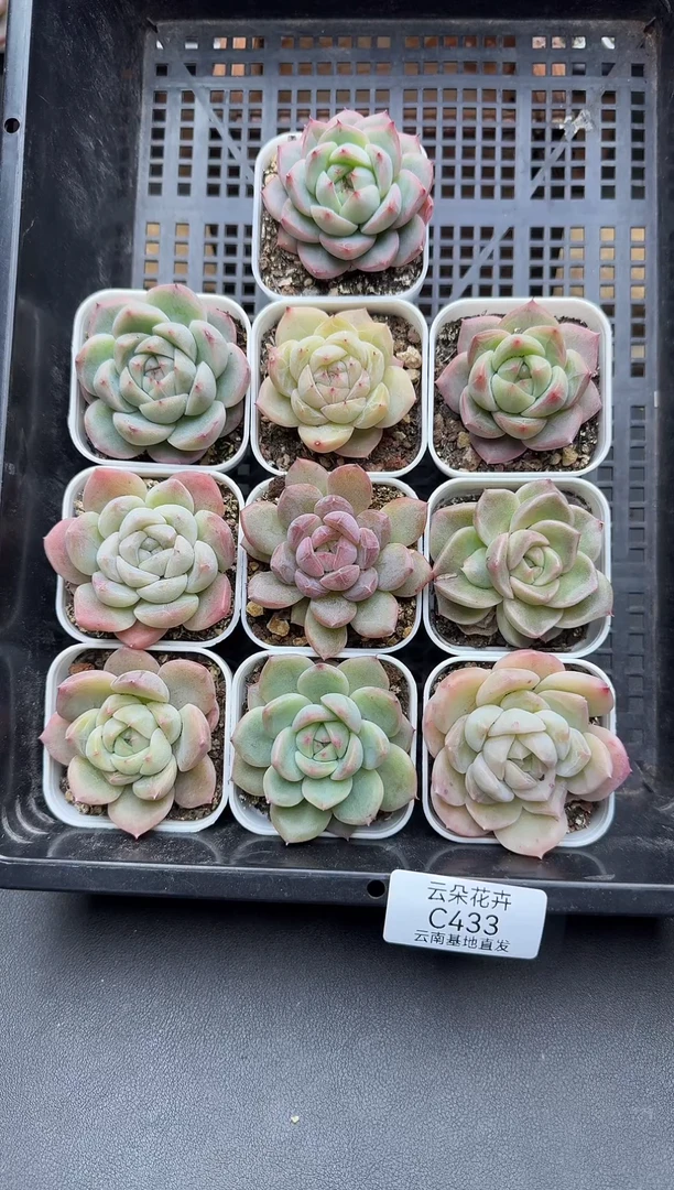 珍妮杂交多肉C433