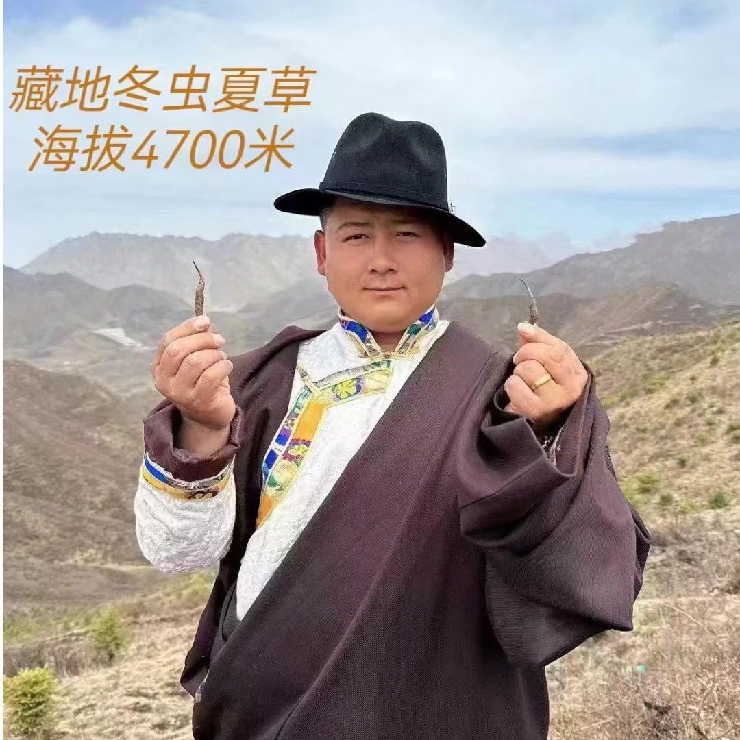 小草2025青藏高原 自然晾晒冬虫夏草适合自己吃
