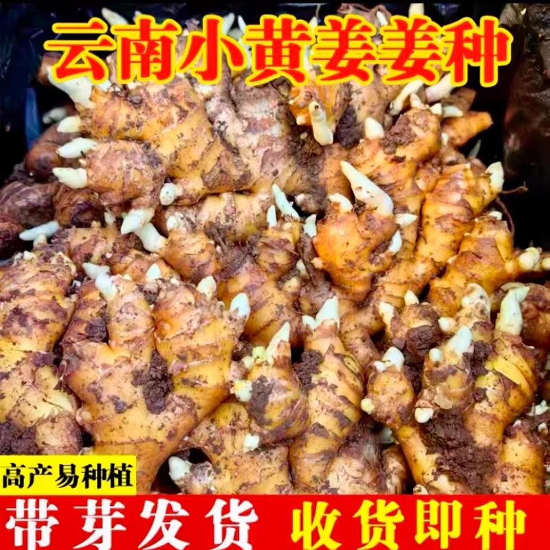 正宗云南小黄姜种子高原老姜黄肉姜月子姜苗姜芽催芽发货出芽批发