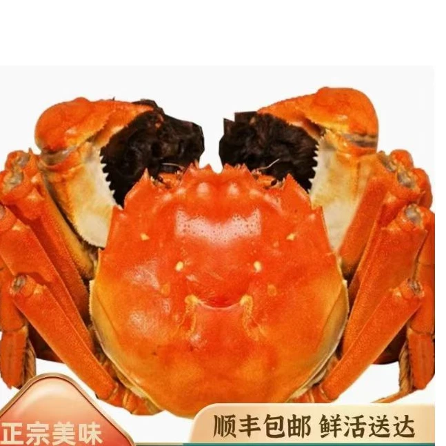 全公10只3斤3两-3.5两