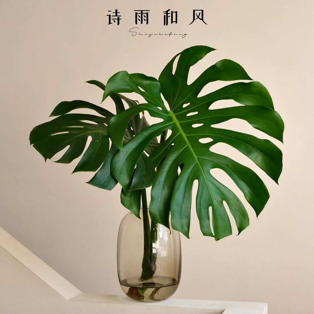诗雨和风大龟背竹盆栽老桩净化空气室内好养天堂鸟观叶绿植常青