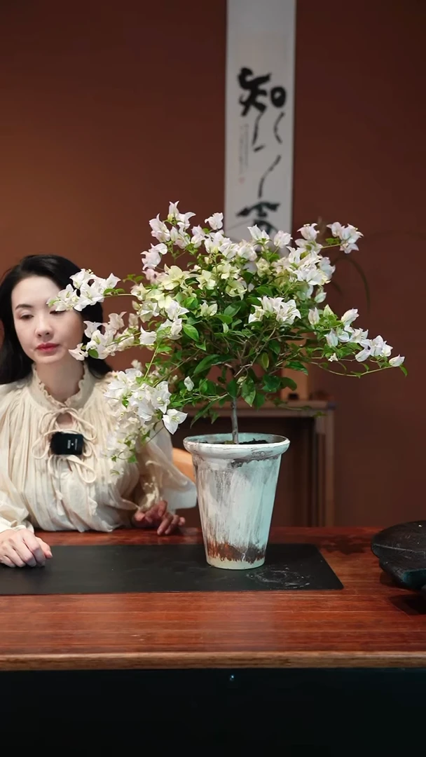无花朵三角梅盆景盆景盆景