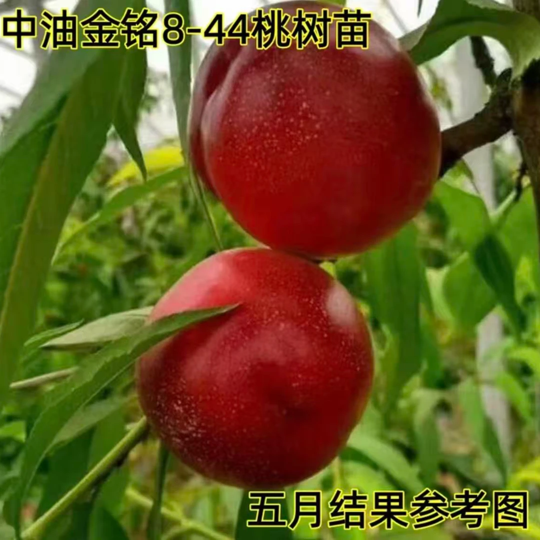 嫁接新品种油桃树苗中油金铭8-44油桃苗早熟大果黄肉南方北方种植