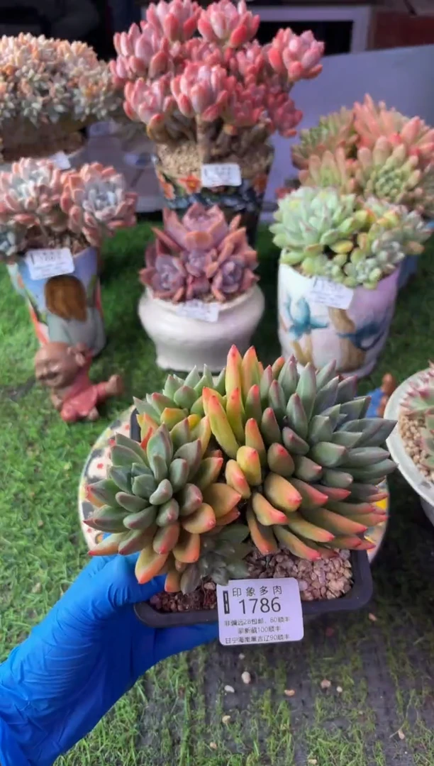 昆明印象多肉1786