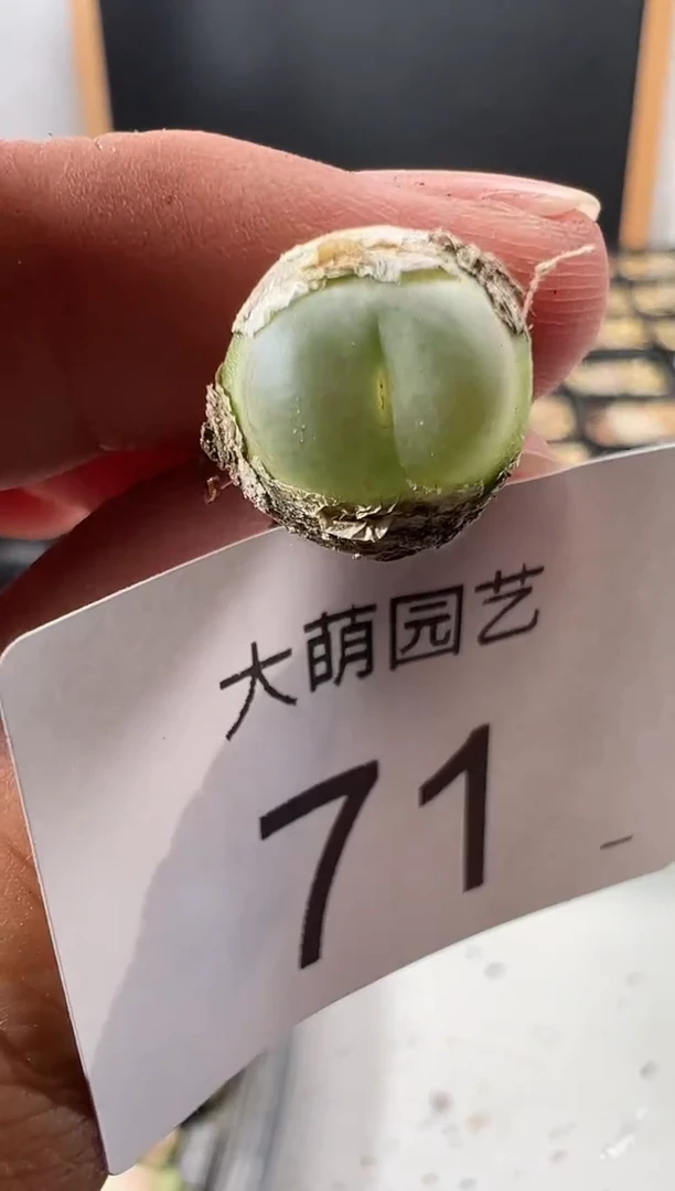一物一拍       默认微瑕71
