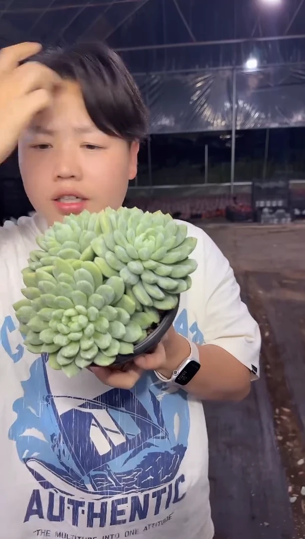 3头百达翡翠8.88