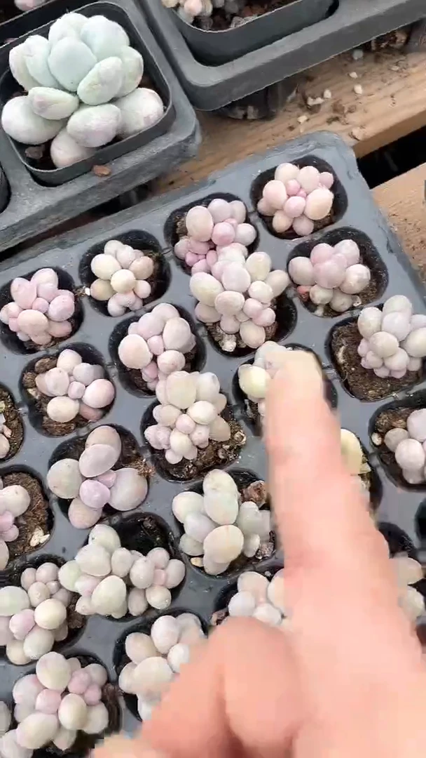 【闪购商品】汤圆多肉