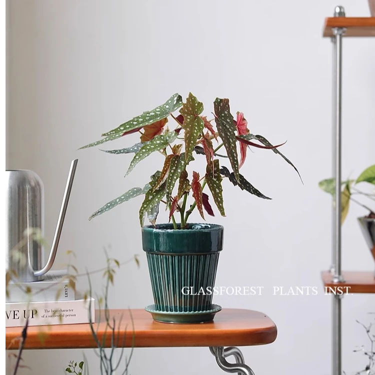 沙丁鱼秋海棠盆栽ins风网红好养绿植室内阳台