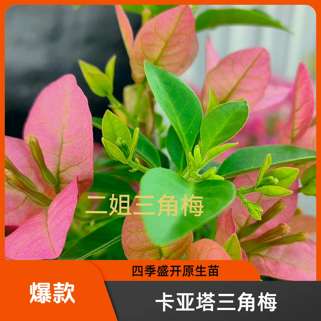 新品{卡亚塔}勤花,丰花,四季开,原生0.5仑带盆三角梅!没有育苗袋!