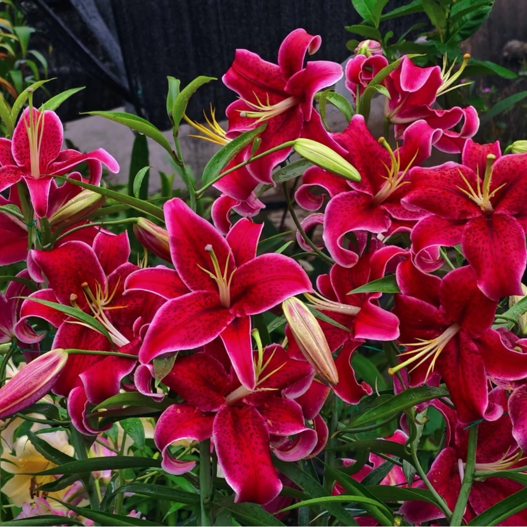 四季可种【黑美人球王】28/30单瓣香水百合种球，室内外都可种植