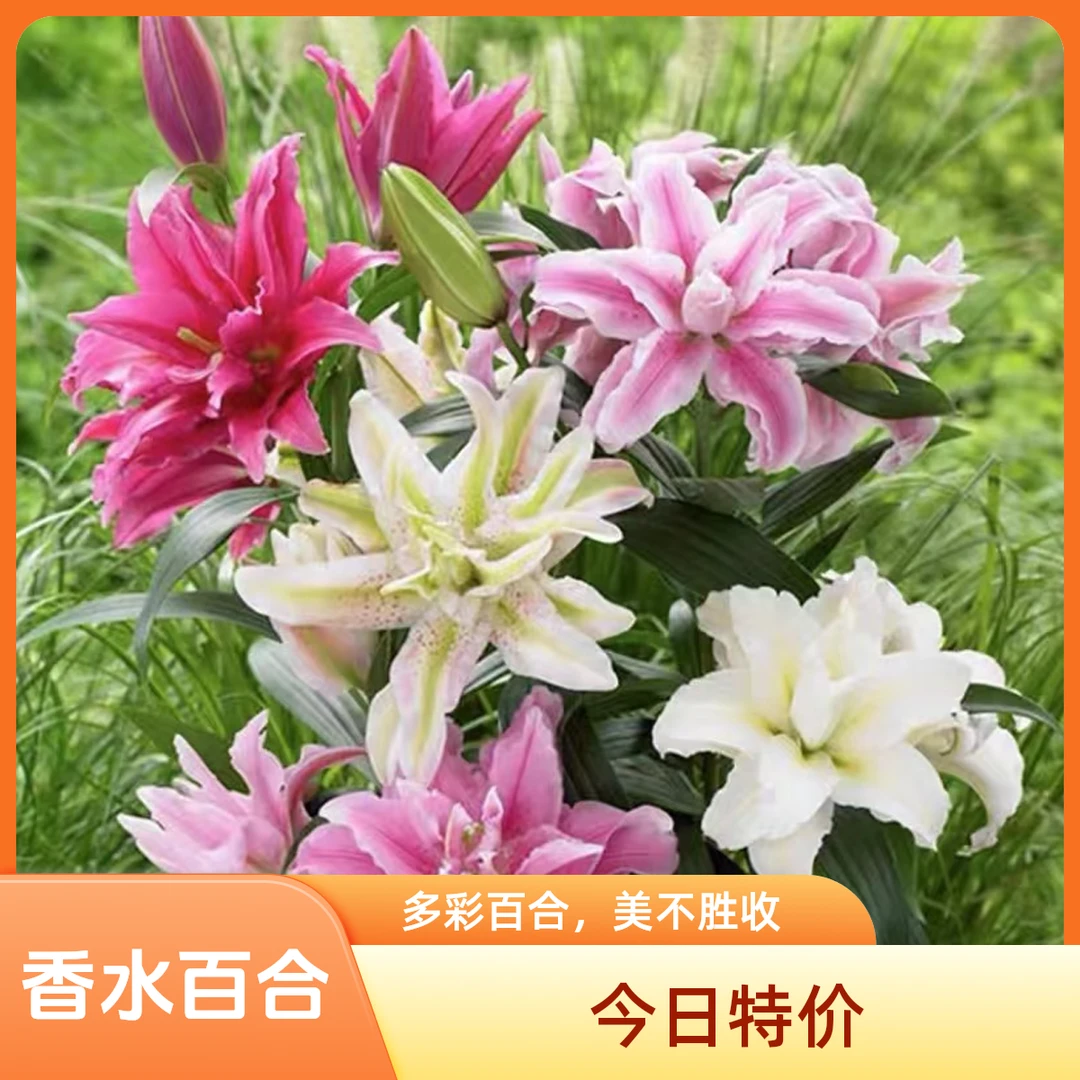 【特价100单】香水百合种球大花浓香地栽盆栽耐寒好养混色