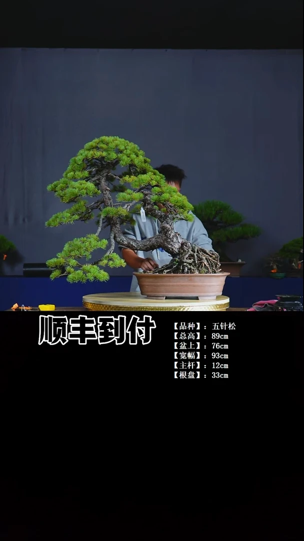 无花朵五针松bubaoyou