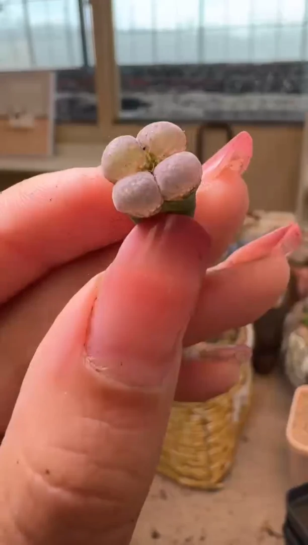 10-461多肉植物肉锥