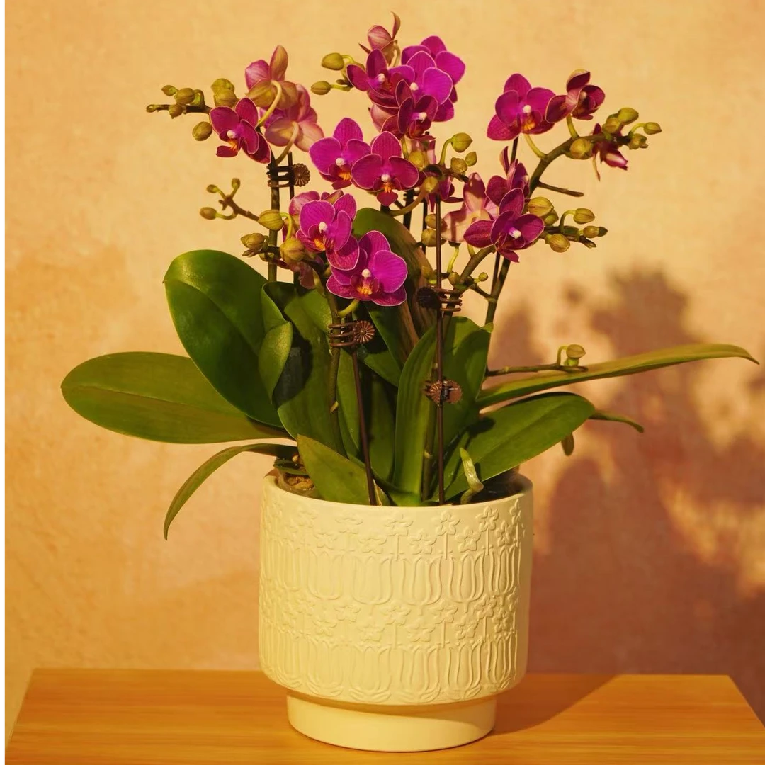 精选蝴蝶兰【茱莉亚】紫红色花瓣 蝴蝶兰精品花花