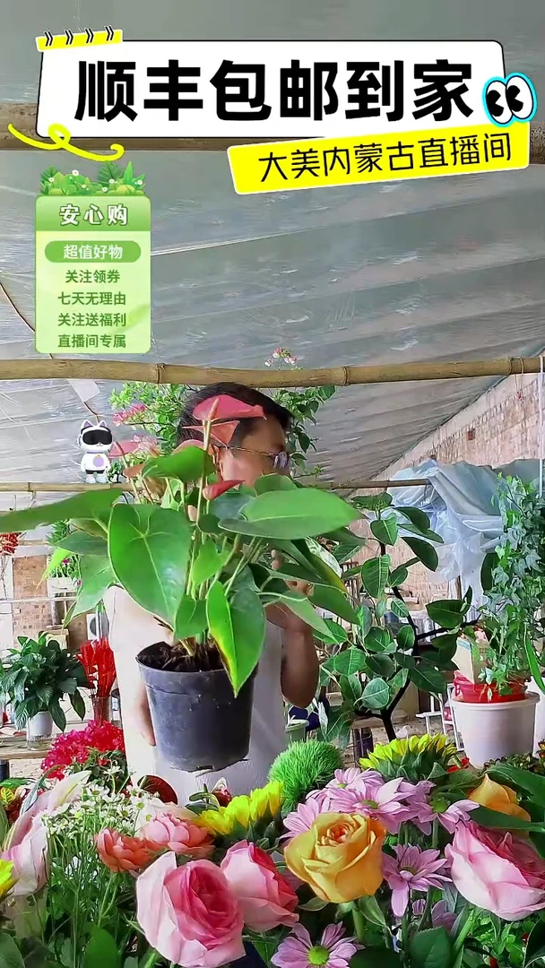 完全开放土培粉掌