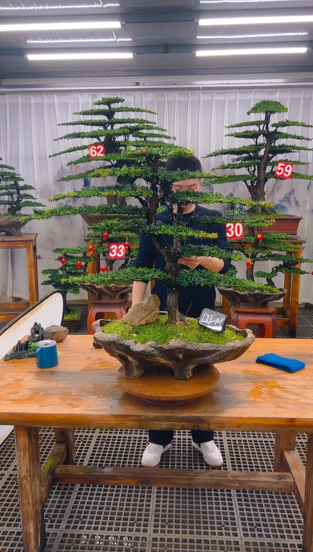 无花朵精品盆景直播间一物一拍