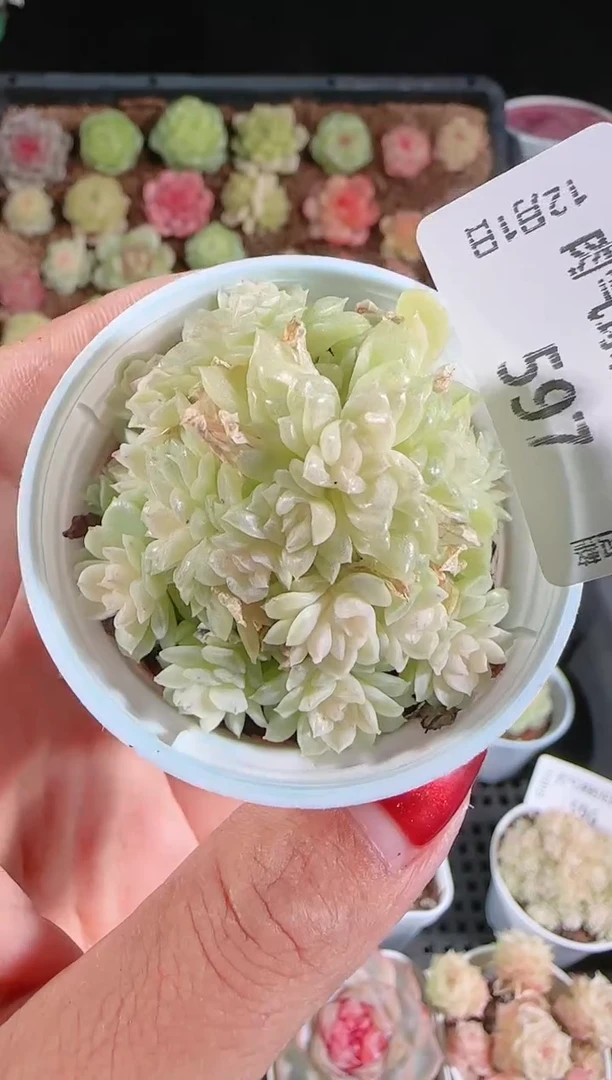 1201-597明月珠多肉群生不包整