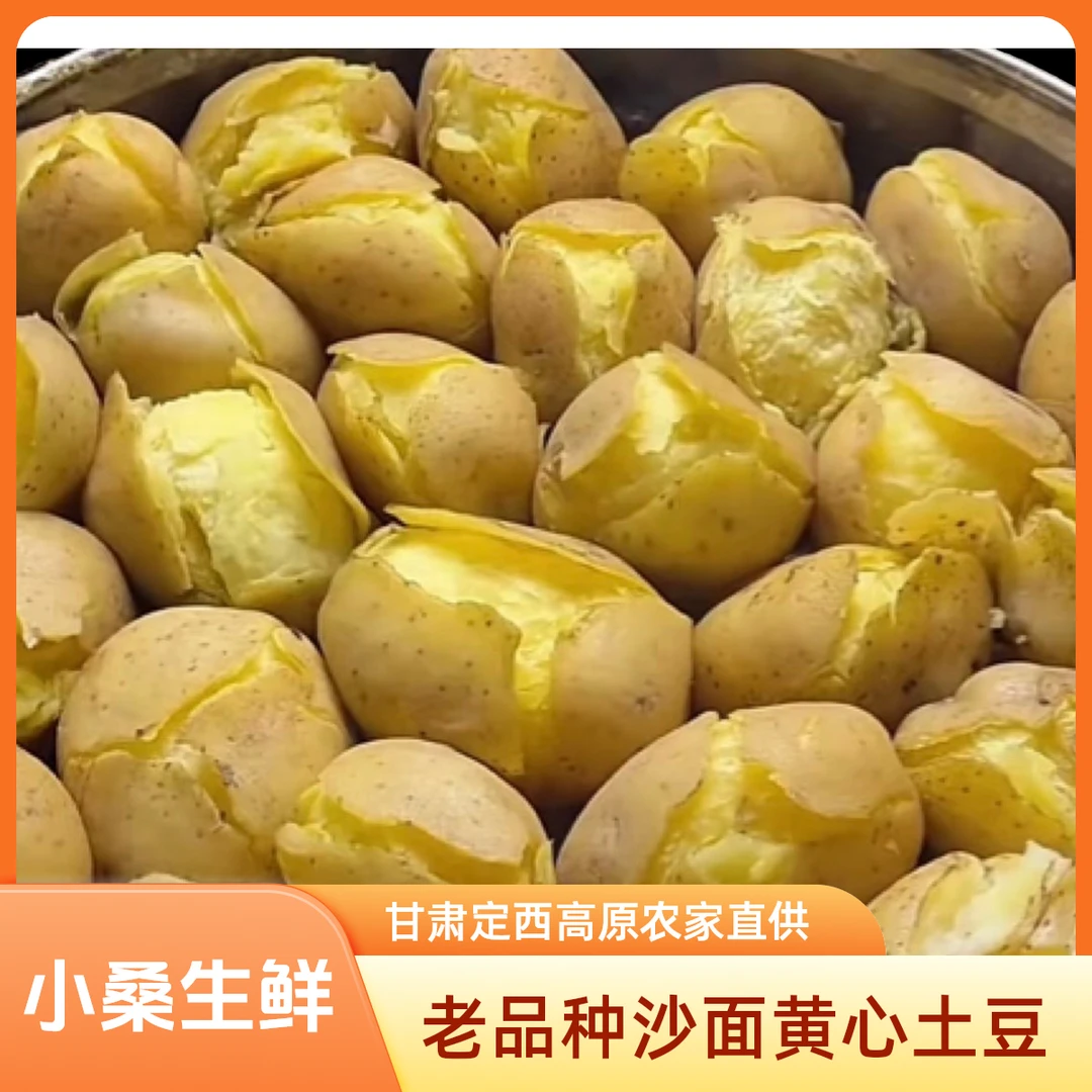 新疆海南包邮甘肃定西农家现挖老品种粗麻皮黄心沙面土豆农家自产