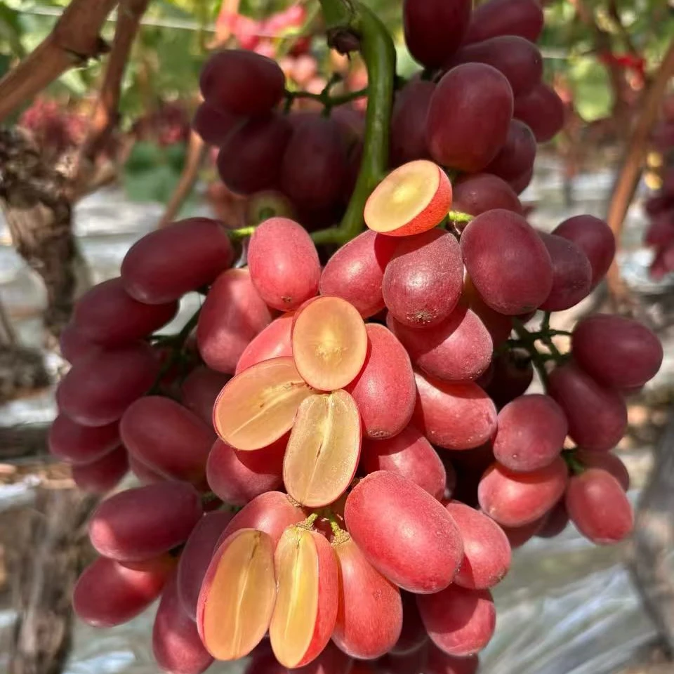 【顺丰包邮】新疆克伦生无籽葡萄 （运输会掉枝介意勿拍）3斤左右