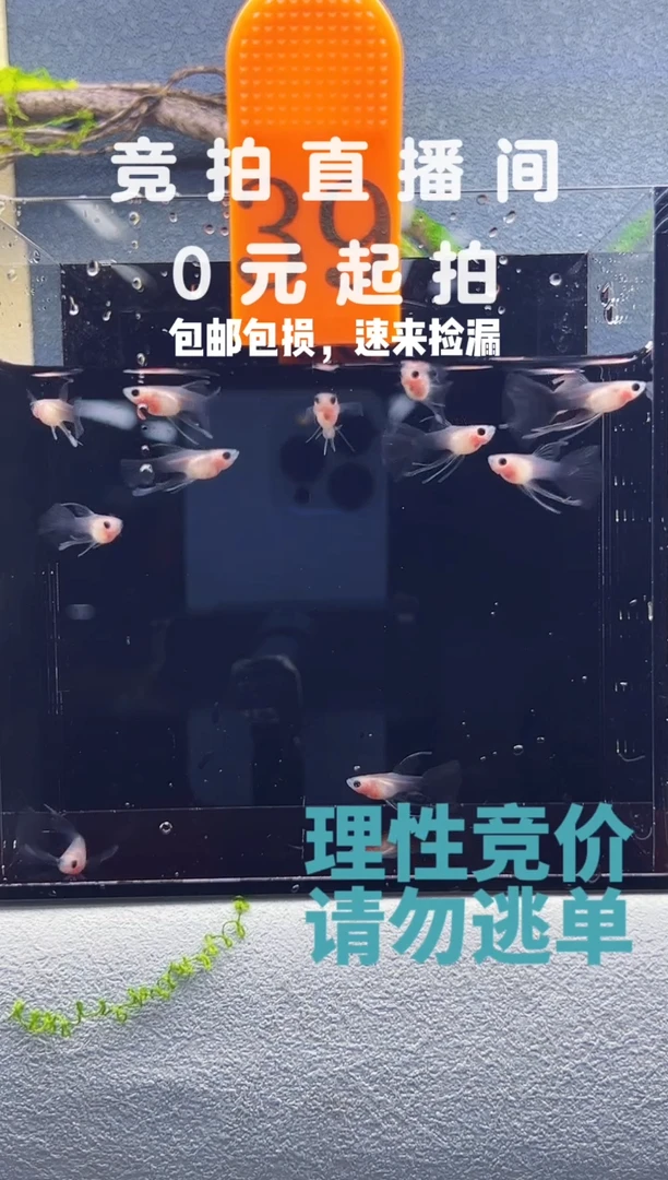 孔雀鱼超透蓝礼服长公一组编号39