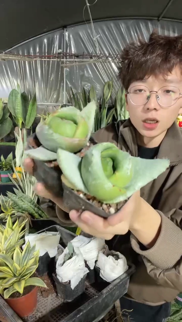 【闪购商品】银元宝2棵12.8