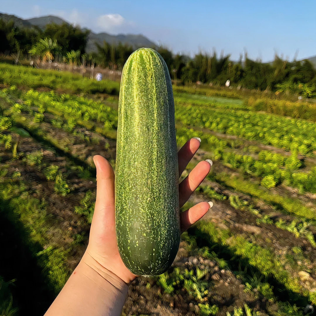[吊瓜5斤/广东省内/顺丰包邮]潮汕普宁麒麟本地农家菜新鲜现发