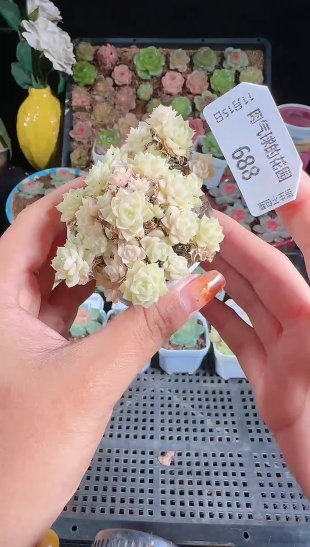 1115-688群生不包整