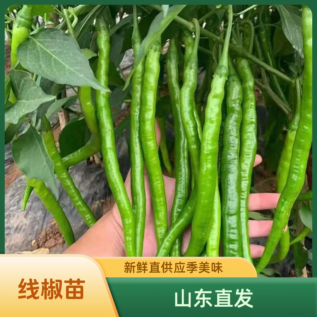 特长线椒苗高产线椒秧苗中辣长线椒苗薄皮线椒苗四季素菜苗带土发
