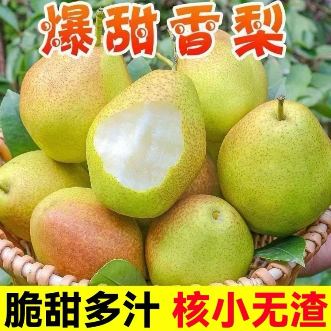 红香酥梨正宗香梨应季新鲜梨子现摘脆甜皮薄酥梨整箱包邮带箱3斤