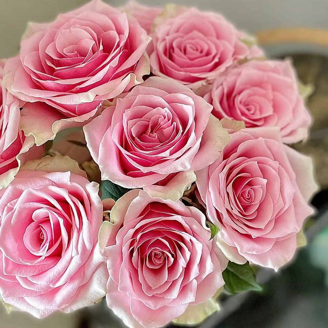 【阿卷哥专属】A级方德 阿曼达单头玫瑰云南鲜花京东包邮