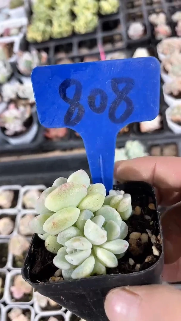 【闪购商品】808多肉