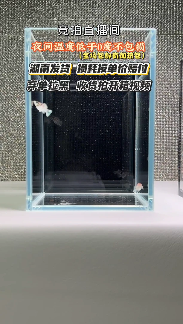 孔雀鱼006红头玛丽小苗2条