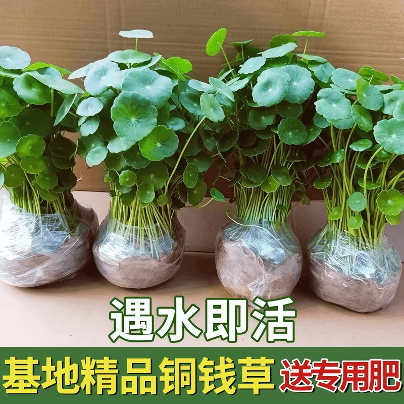 大叶铜钱草水培植物办公室桌面水养绿植金钱草室内四季花卉盆栽