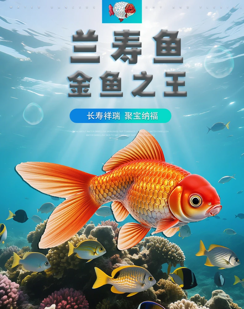 [直播特惠]兰寿大当岁12cm-16cm包活到家