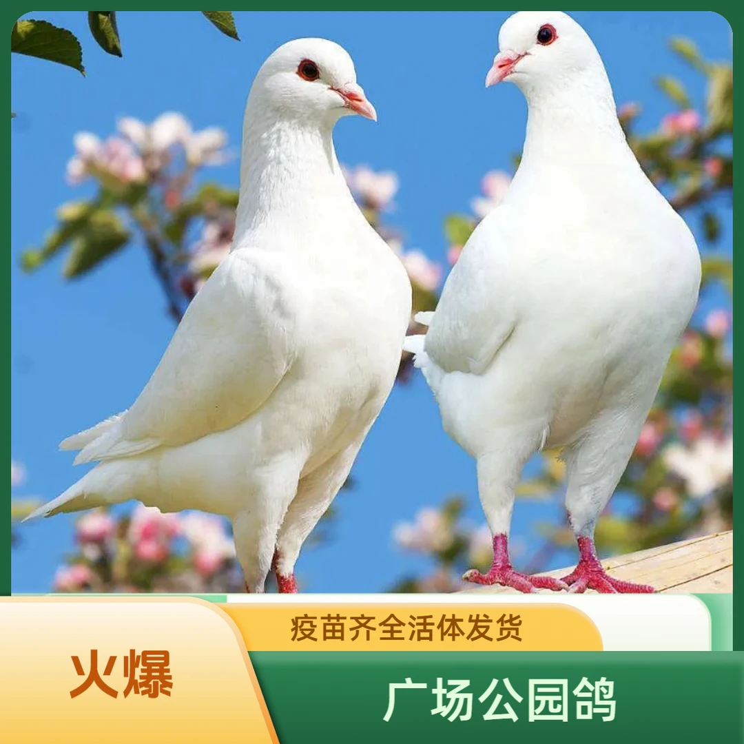 鸽子出售一对公母白羽王鸽广场鸽原配小幼鸽包邮