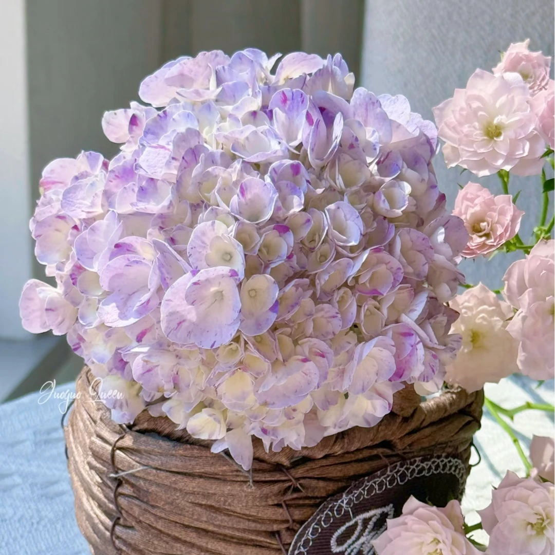 麋鹿花卉蓝紫色鲜溅绣球盆栽阳台庭院花园易带花苞养活