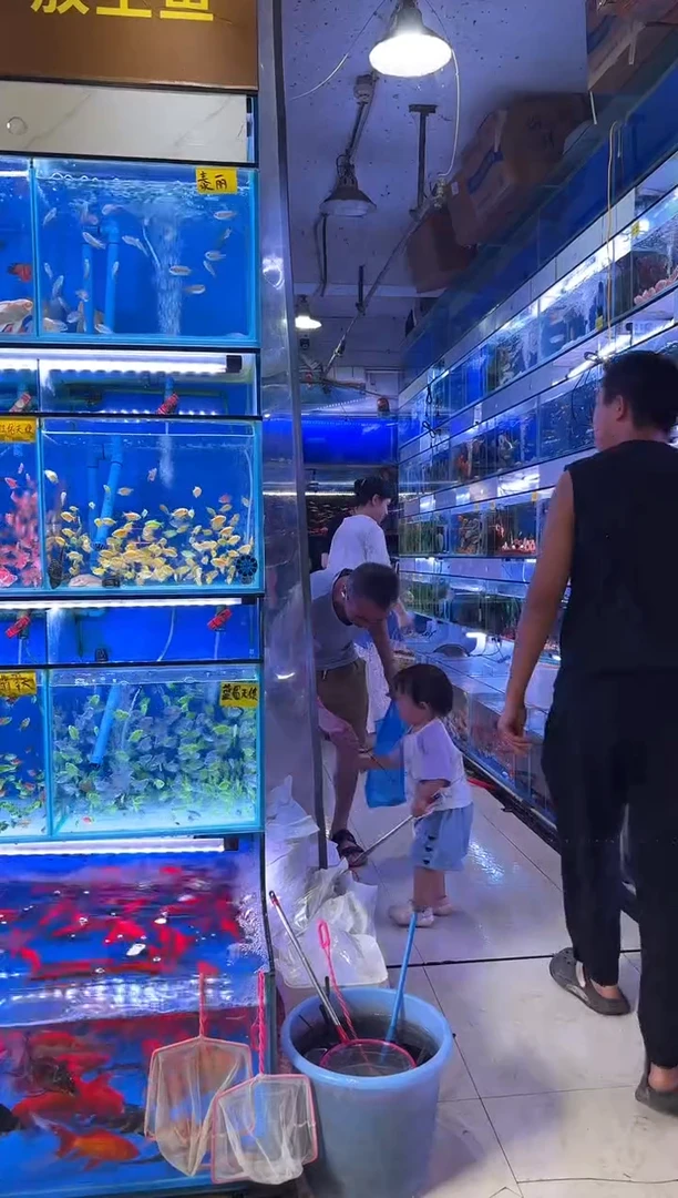 灯科鱼50条四色普通天使