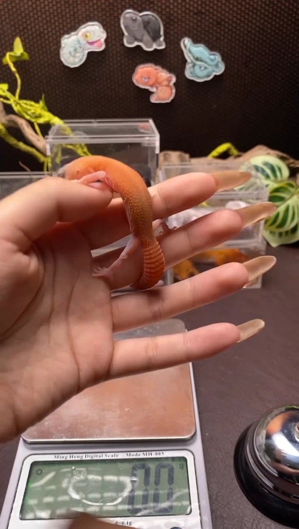 肥尾守宫 鳞与尾 Scale Tail 爬宠F7
