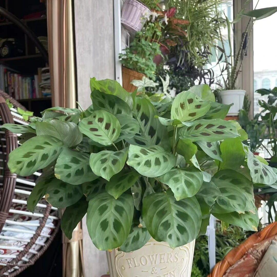 (豹斑竹芋)室内观叶好养耐旱网红型植物