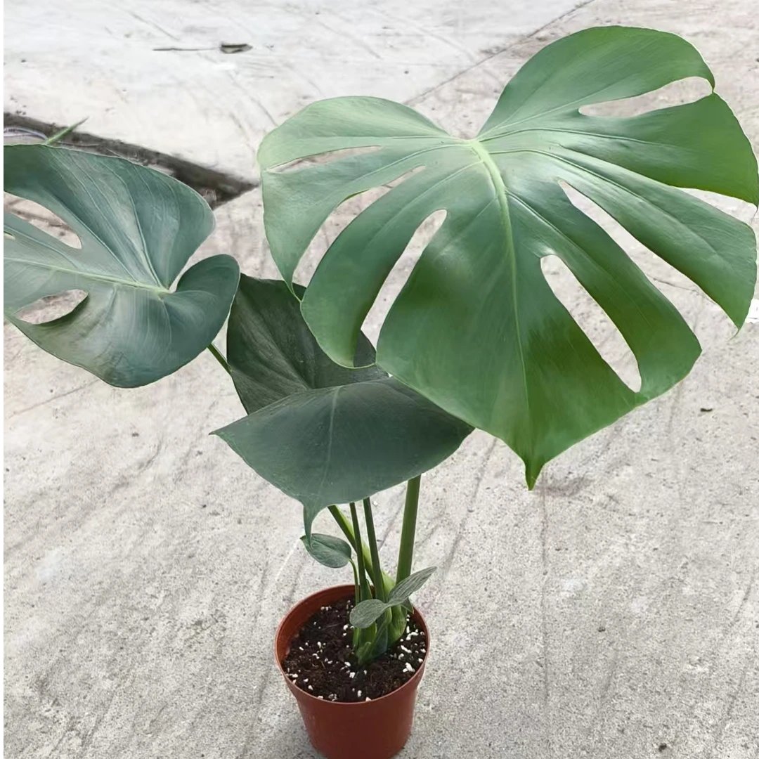 一株苗 龟背竹 盆栽室内客厅绿植土培水培净化空气易活