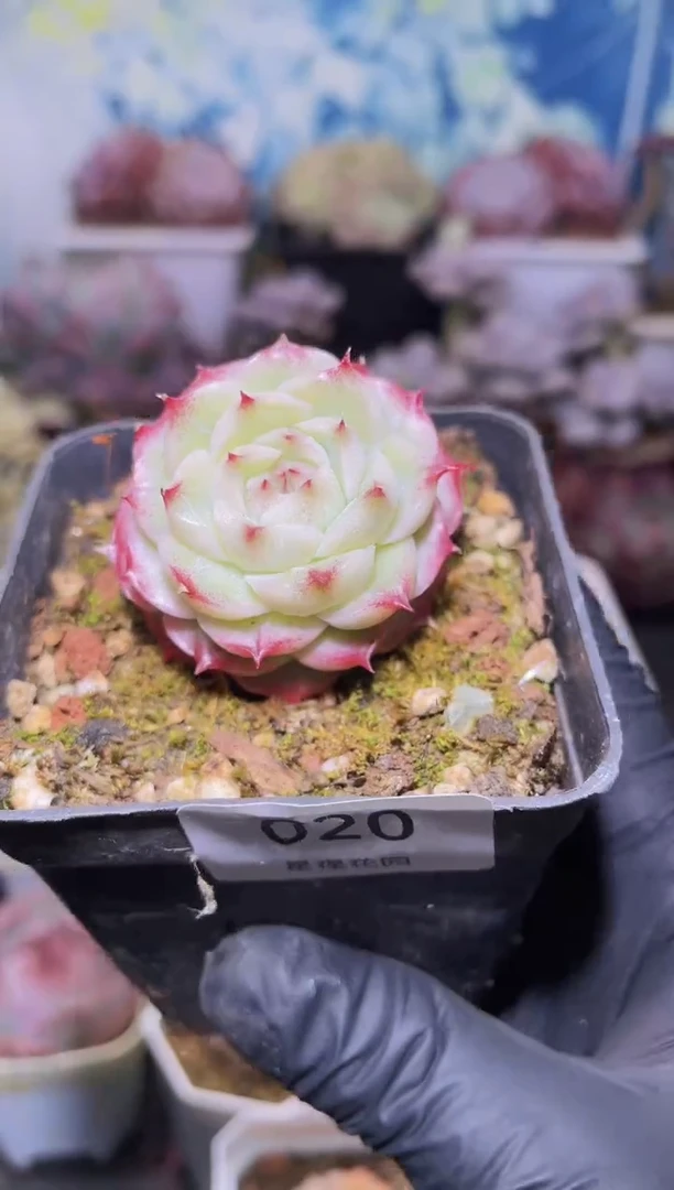 【闪购商品】020玫瑰海胆