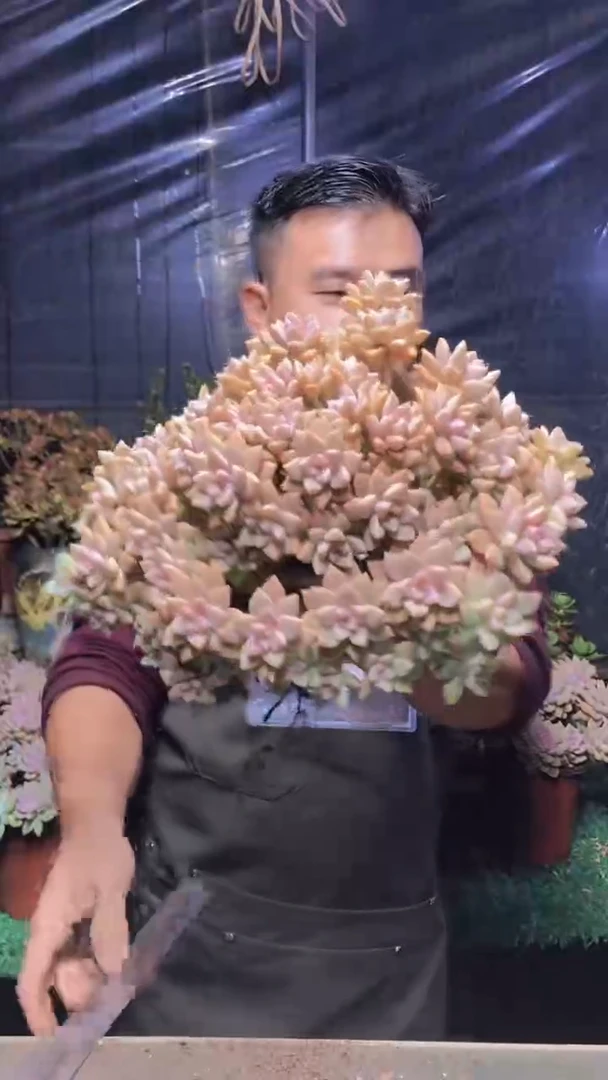 150淡雪缀化（一物一拍）