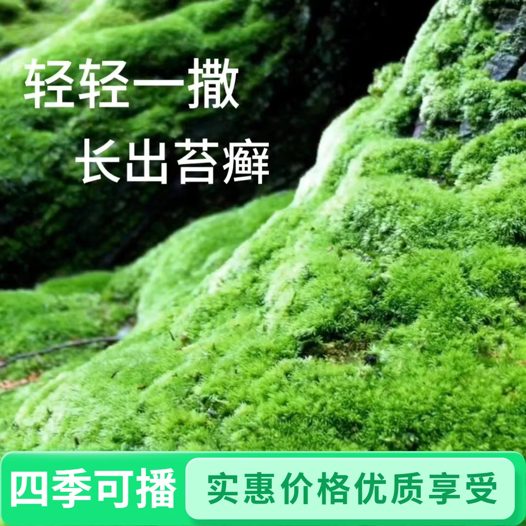 上水石假山种子吸水石盆景盆栽青苔苔藓种子苔藓粉微景观鲜活植物