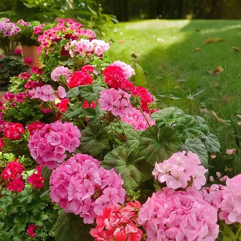 重瓣天竺葵盆栽花苗大花四季开花不断洋绣球苗室内阳台好养的花卉